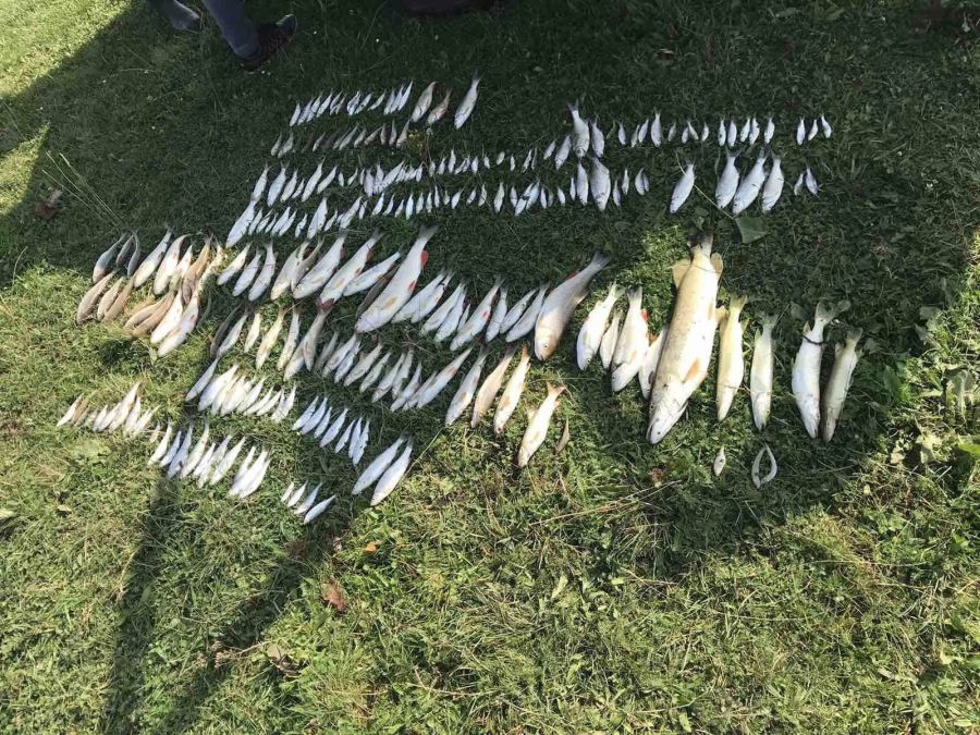 Рибоохоронний патруль виявив значну кількість загиблої риби. Фото: Микола Кухар