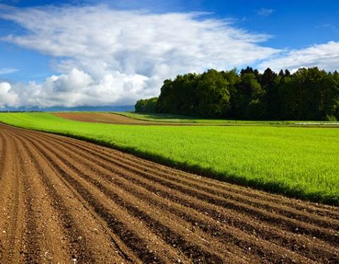 Ілюстроване фото. Переможці аукціону отримають земельні ділянки в оренду на сім років.
