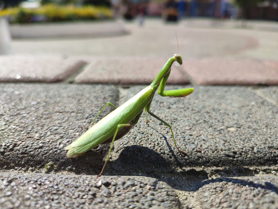 Найпівнічніший вид з богомолів може жити в помірному кліматі, але численніший у теплих регіонах. Фото: Василь Фіцак