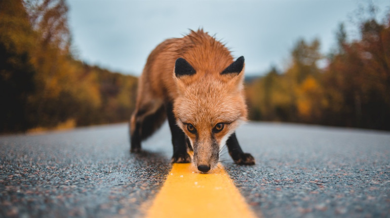 Ілюстроване фото. Головним резервуаром збудника сказу у дикій природі є червоні лисиці