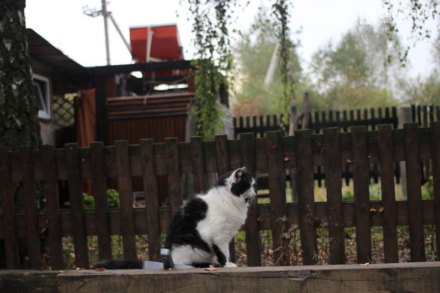 Ілюстроване фото. Через котів суд призначив жінці покарання у вигляді 160 годин громадських робіт