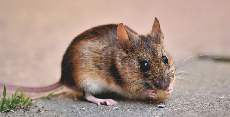 Ілюстроване фото. Потенційно заразним стає все, де пробіг гризун: городня ділянка, підвал, трава чи пісок біля озера