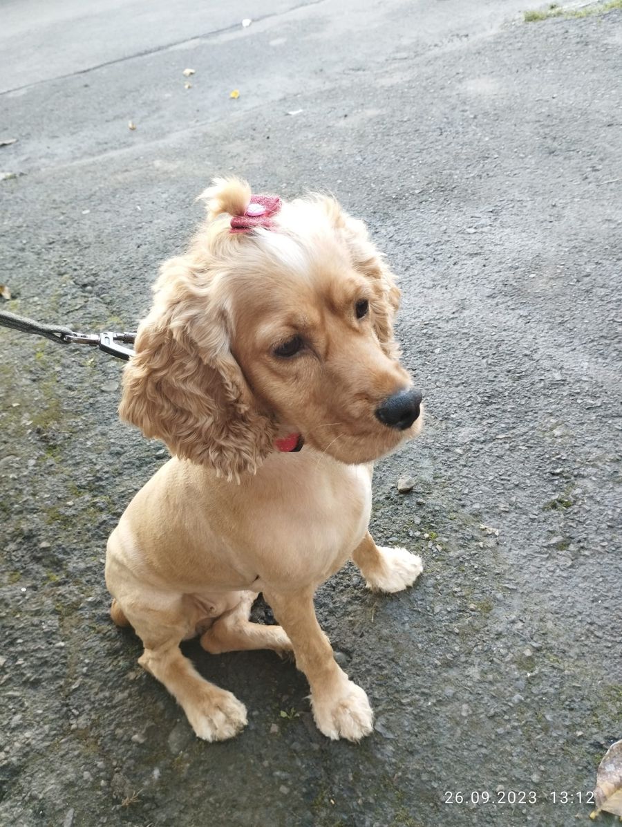 Якщо не зробити вчасно операцію, то собака може втратити лапу.