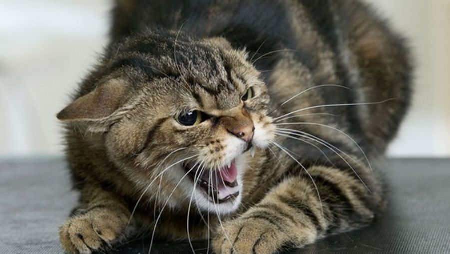 Ілюстроване фото. Захворіти на сказ може людина або тварина, якщо їх укусить інфікована тварина