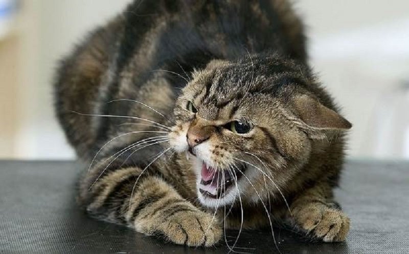 Ілюстроване фото. У кота виявили сказ