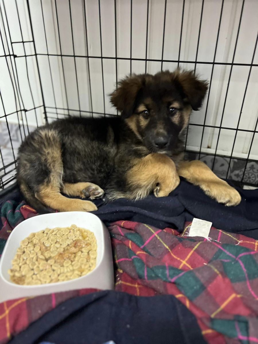 Собака дуже мила і провакцинована.