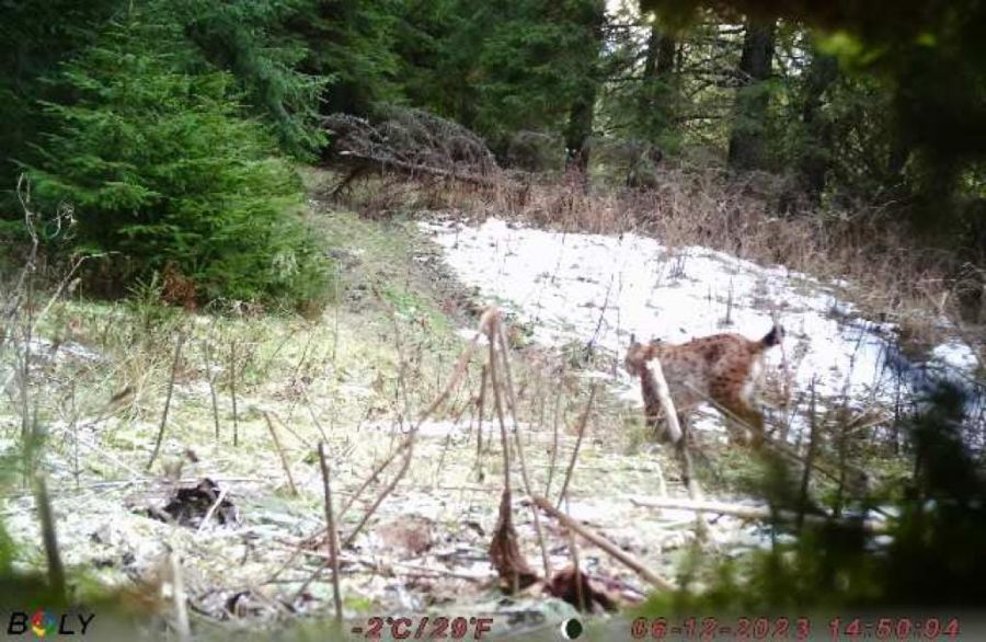 Прикордонники застерігають про небезпеку диких тварин у Карпатах