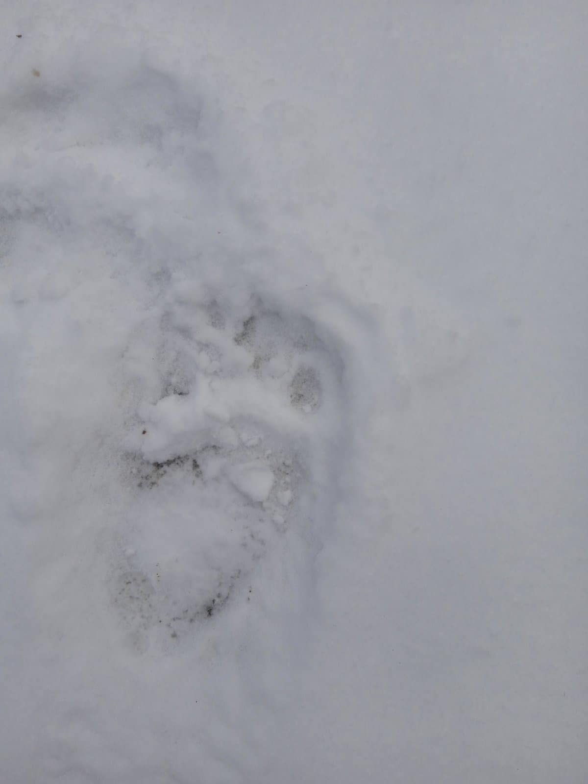 Працівники заповідника просять всіх мешканців прилеглих до заповідника сіл бути обережними.