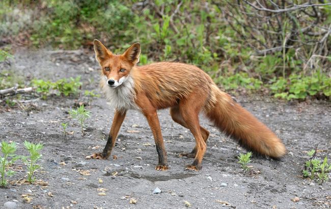 Ілюстроване фото. Головним резервуаром збудника сказу в дикій природі є червоні лисиці