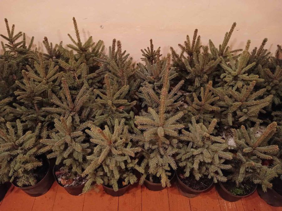 Виручені за оренду ялинок кошти будуть спрямовані для допомоги ЗСУ.