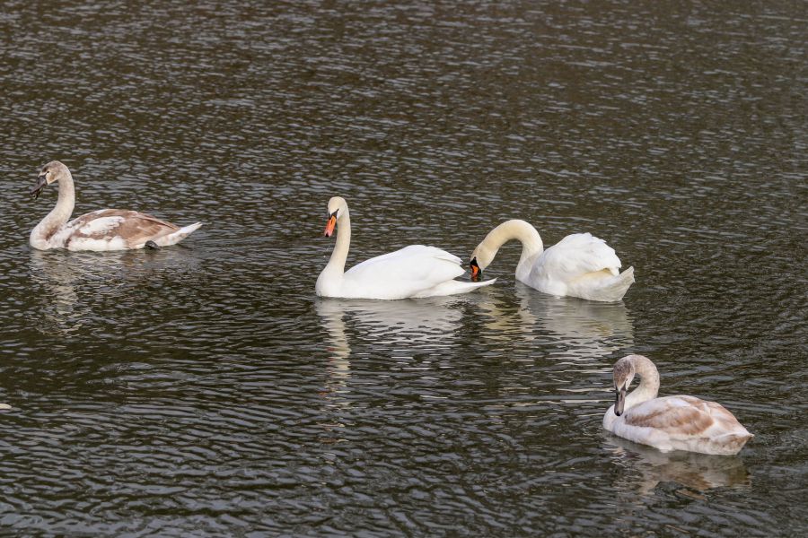 Лебедів категорично заборонено годувати хлібом