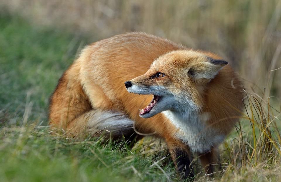 Ілюстроване фото. Антирабічна вакцина запобігає виникненню захворювання у 96–99% випадків.
