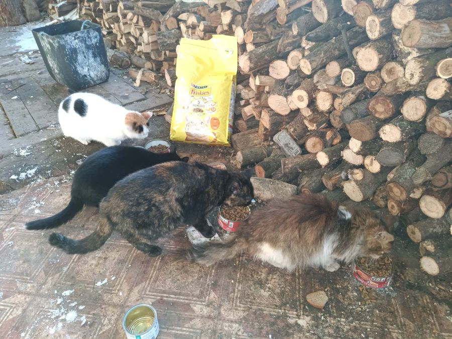 Калушани допомагають не тільки захисникам, але і їхнім котикам