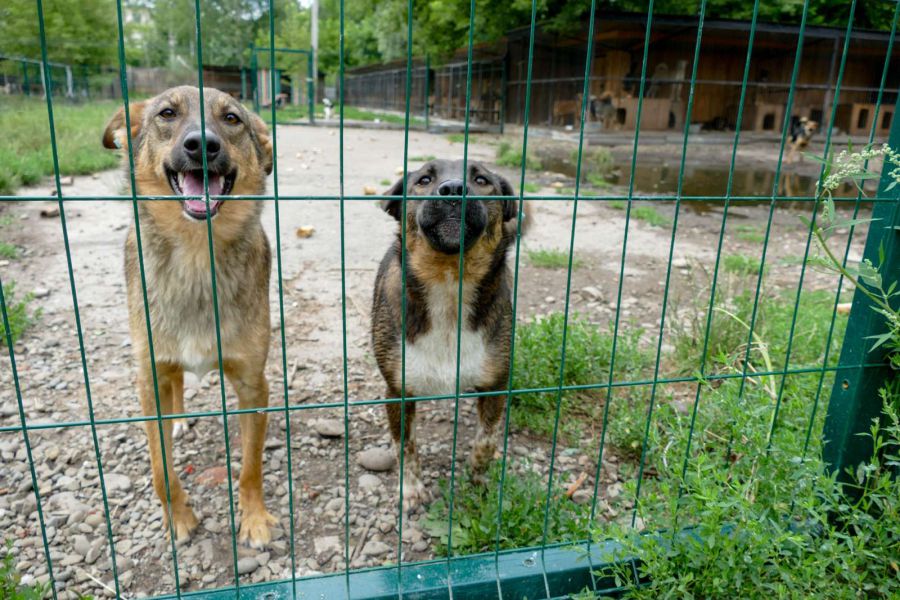 Обсяг послуг з відловлення і стерилізації безпритульних тварин щороку зменшується