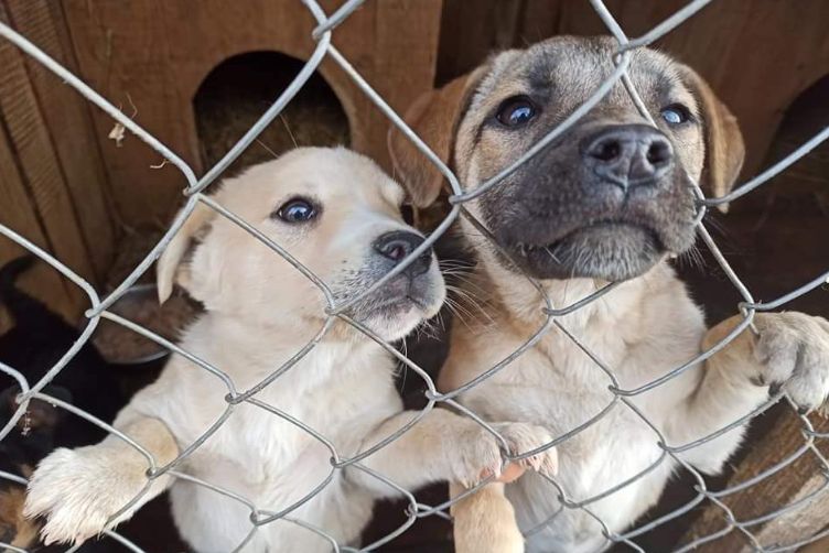 Ілюстроване фото. Останній договір на утримання тварин у притулку наприкінці 2023 року продовжили на січень 2024 року.
