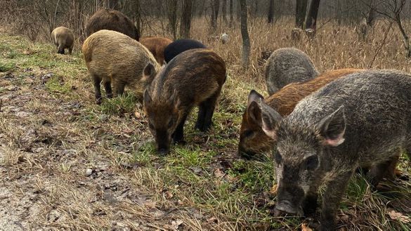 Ілюстроване фото. Зареєстровано спалах африканської чуми свиней