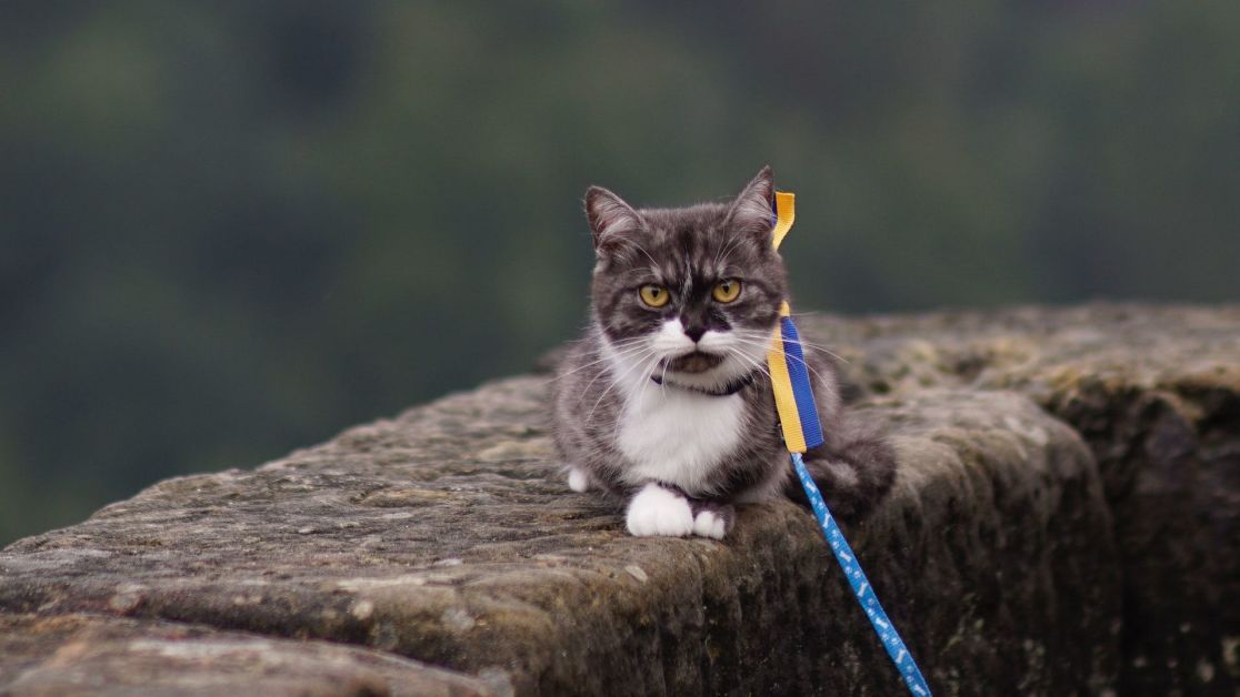 Ілюстроване фото. В суботу прогнозують помірний дощ, а в неділю місцями невеликий дощ
