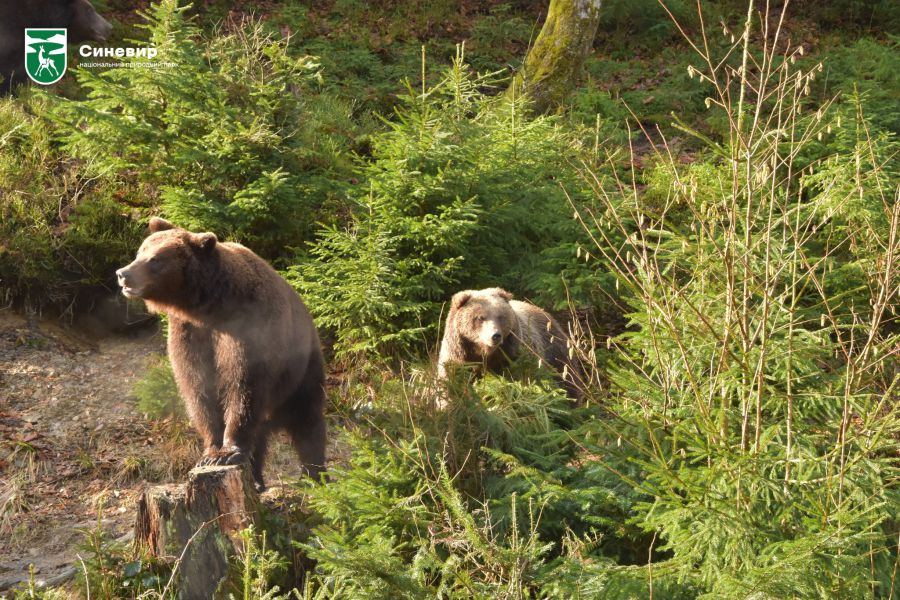 Весна для ведмедів — це не лише час для відновлення сил, а й час для соціалізації та розваг
