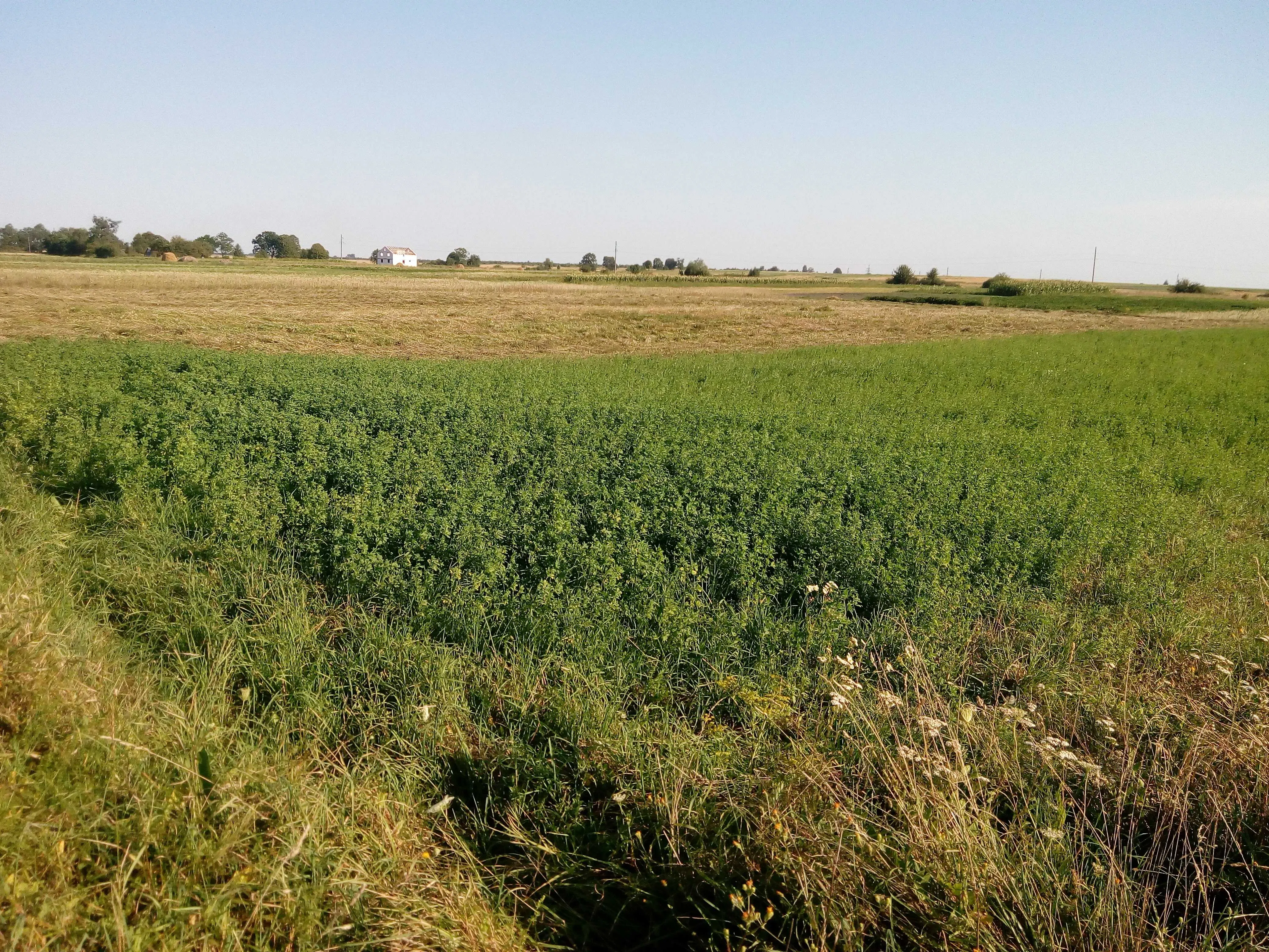 Ілюстроване фото. Земельні ділянки призначені для ведення товарного сільськогосподарського виробництва
