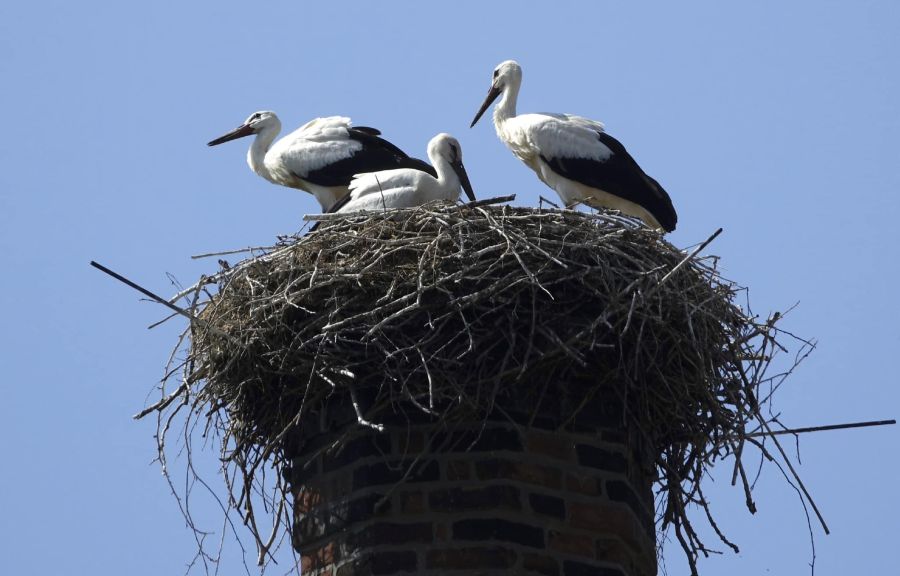 Ілюстроване фото. Енергетики встановлюють конструкції на тих електроопорах, де лелеки звили свої гнізда