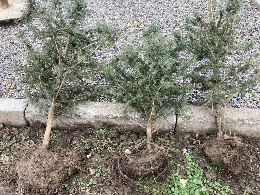 Біля геріатричного центру висадили блакитні ялинки