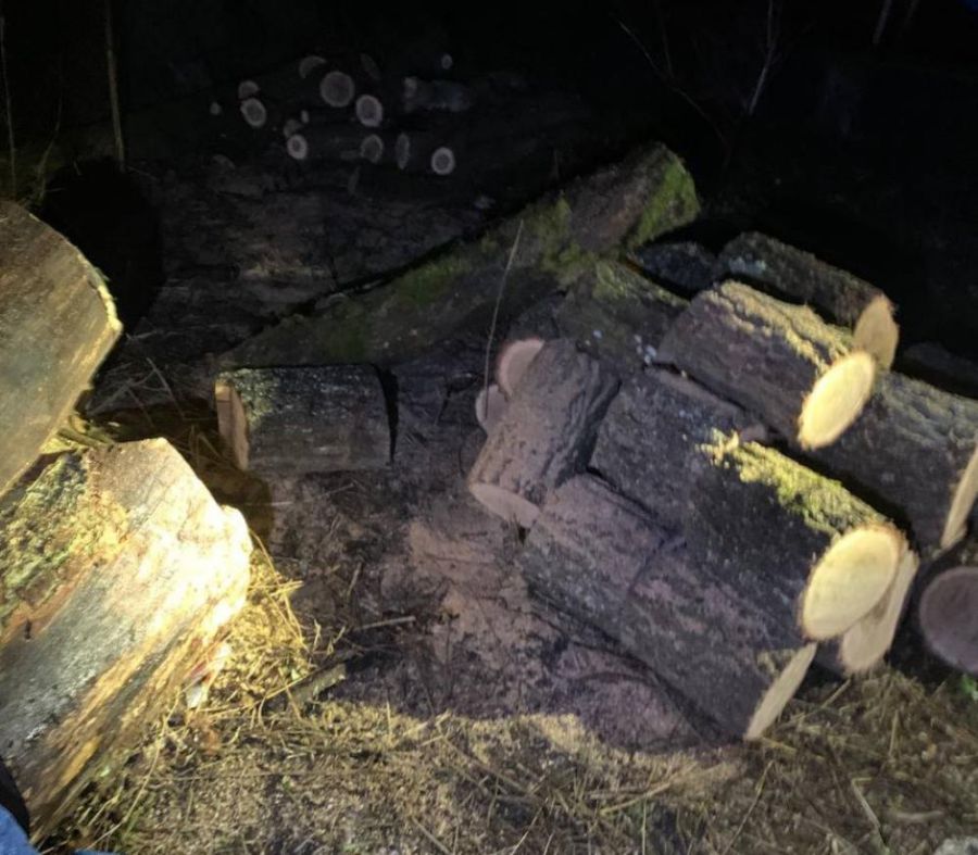 Ілюстроване фото. Загальна кубомаса викраденої деревини — 34,576 м. куб.