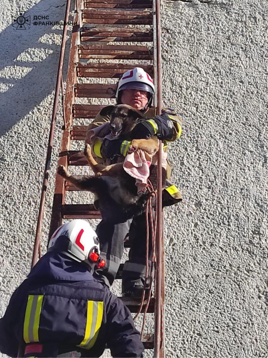 Від пропозиції рятувальників поїсти вухань відмовився і чимдуж чкурнув