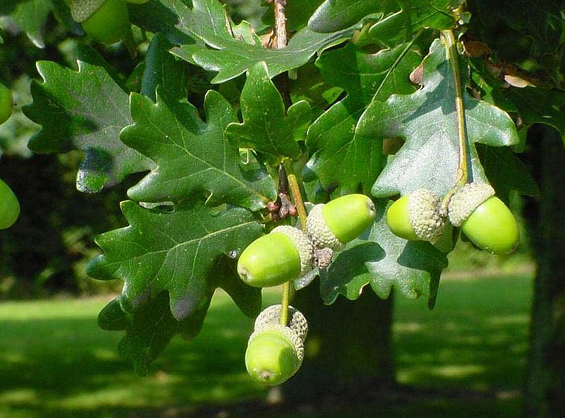 Ілюстроване фото. У місті пройде акція з висаджування дубів
