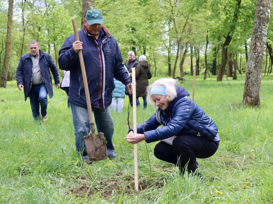 27 дубів символізують 24 області України, АР Крим, Київ та Севастополь