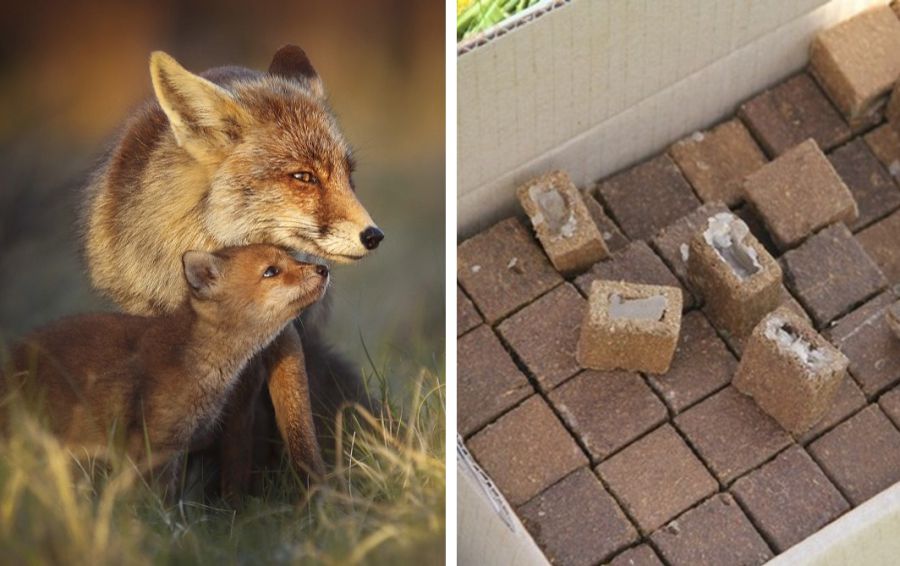 Ілюстроване фото. Імунізація диких тварин буде проведена під контролем спеціалістів Держпродспоживслужби