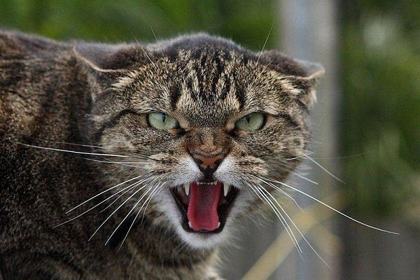 Ілюстроване фото. Для запобігання виникнення сказу потрібно щороку проводити щеплення домашніх улюбленців