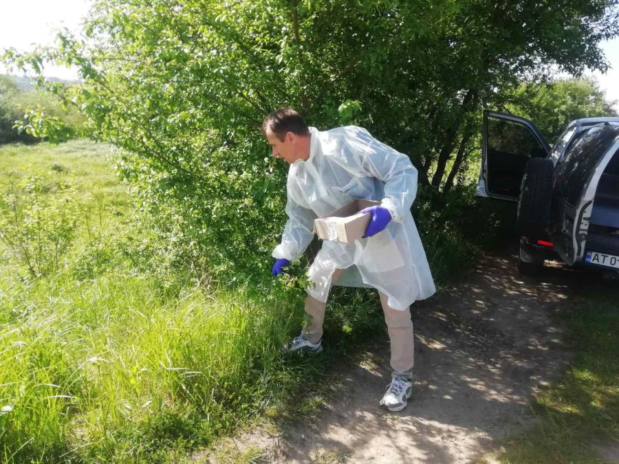 Принади з вакциною розподіляють на узліссях, узбіччі доріг, річок, сільськогосподарських угідь, у лісах