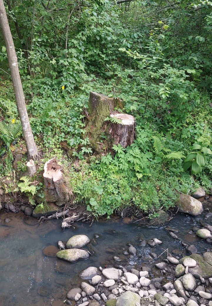 Дерева зрізані за відсутності дозвільних документів