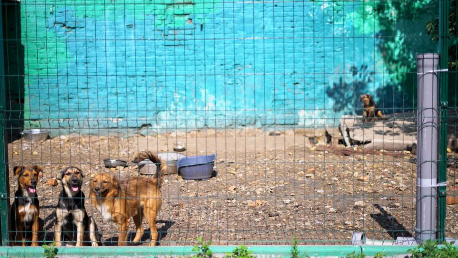 Тварини, окремі з яких пережили обстріли, вже адаптувались, але все ще обережні з людьми