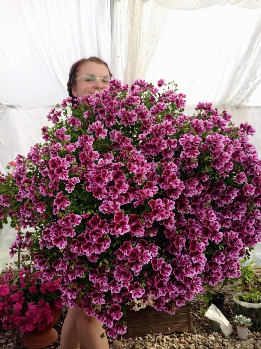 Себе Іванка Павельчак ще називає квітанутою, адже не уявляє своє життя без цих рослин