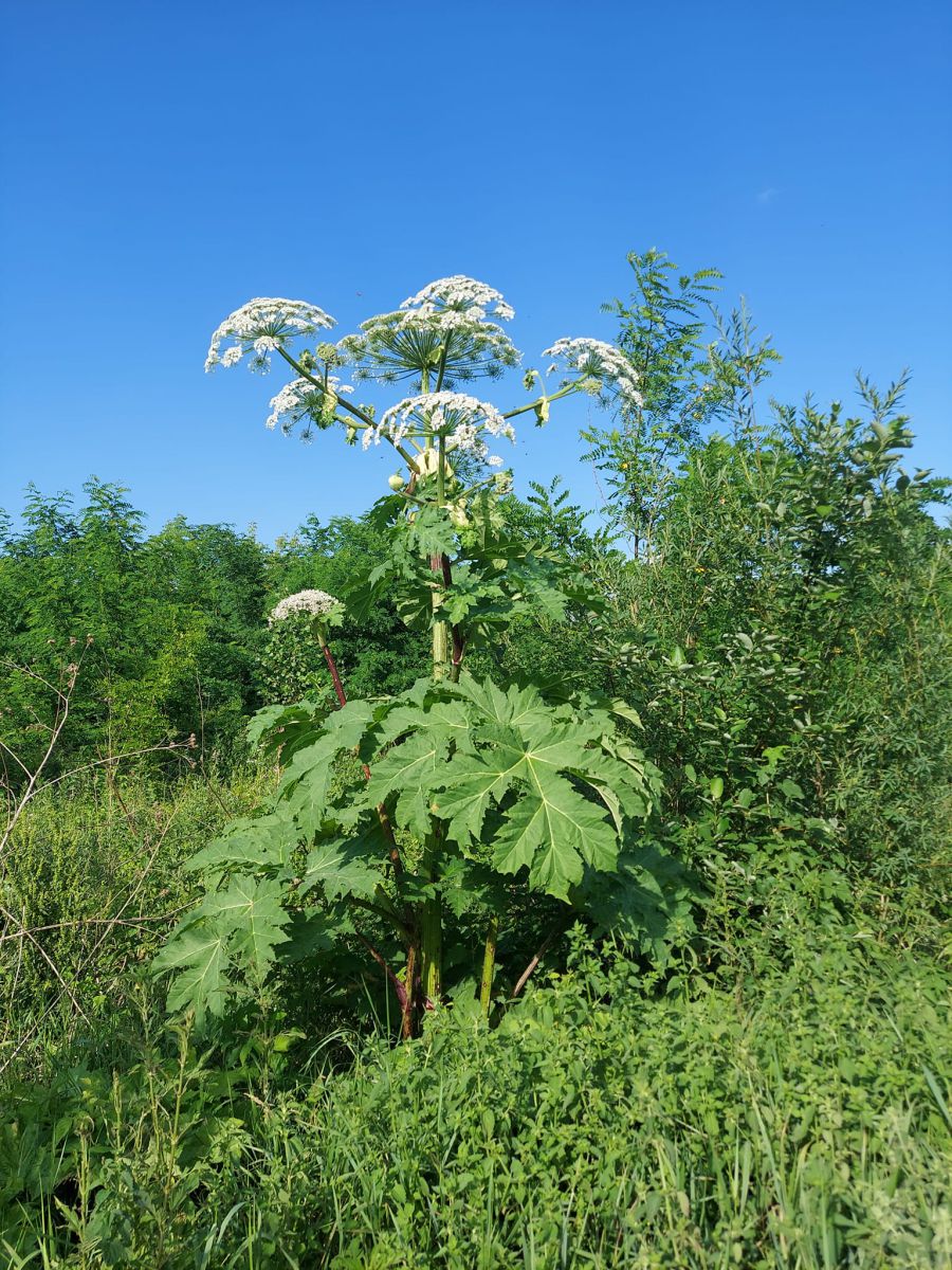 Ілюстроване фото. Волонтеру потрібна допомога, щоб ефективніше і швидше боротись з борщівником.