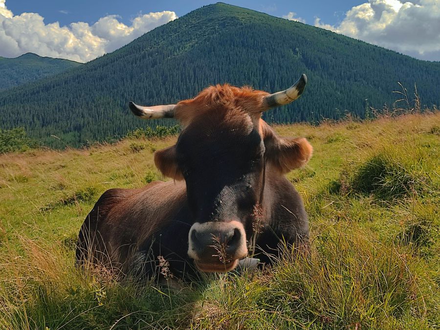 За перший квартал 2024 року сплачено 73 млн 64 тис. гривень туристичного збору. Фото: Vasyl Fitsak/Facebook