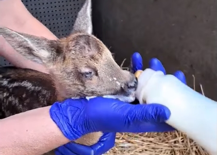 Рана на голові загоюється і око теж. Маля добре їсть і швидко одужує.