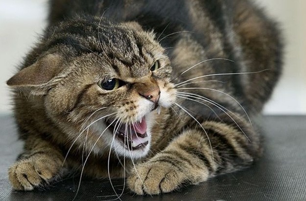 Ілюстроване фото. На Калущині розпочали заходи з ліквідації сказу