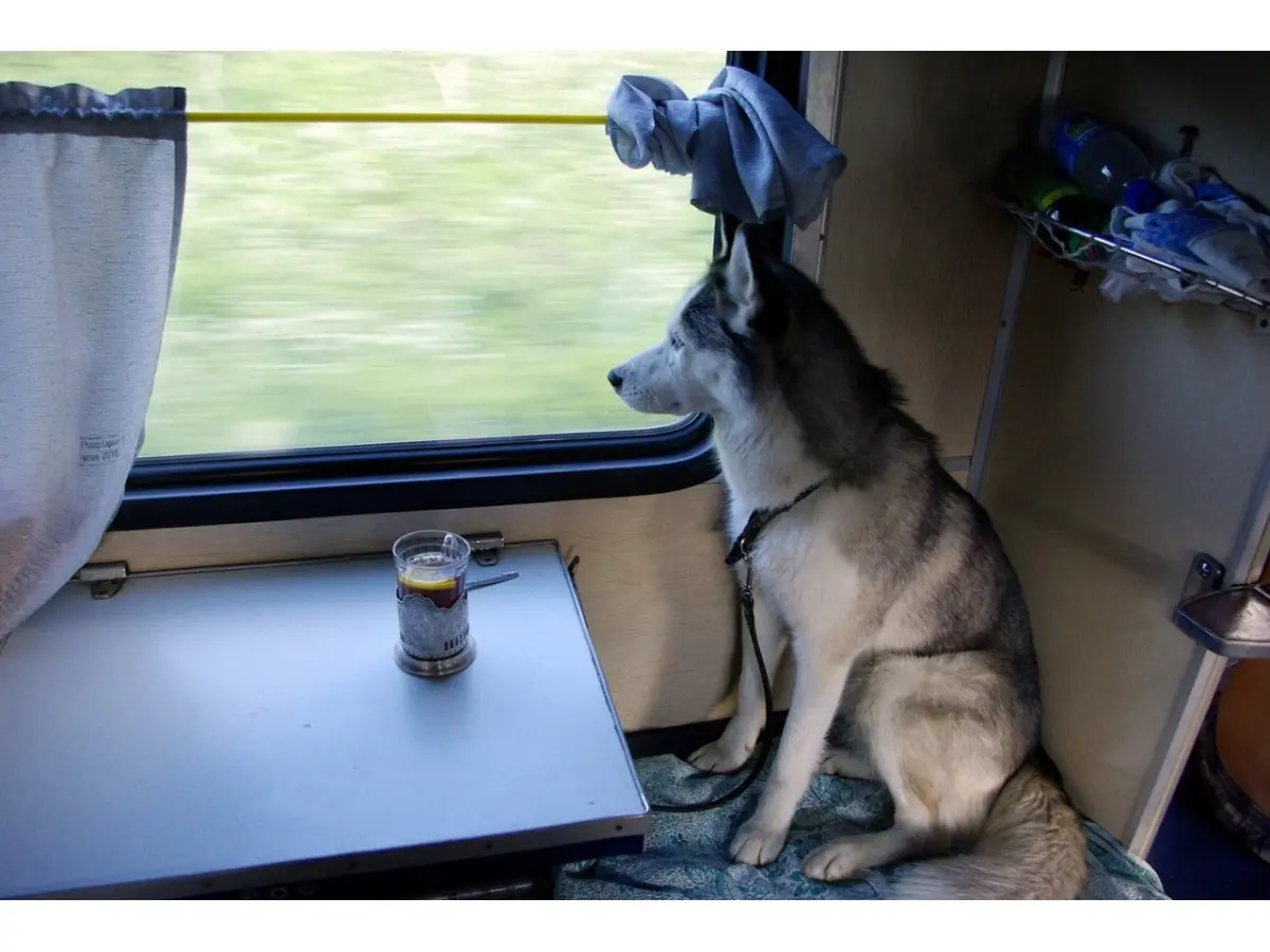 Ілюстроване фото. Будь-які службові собаки представників Сил оборони зможуть безоплатно їхати в усіх типах вагонів