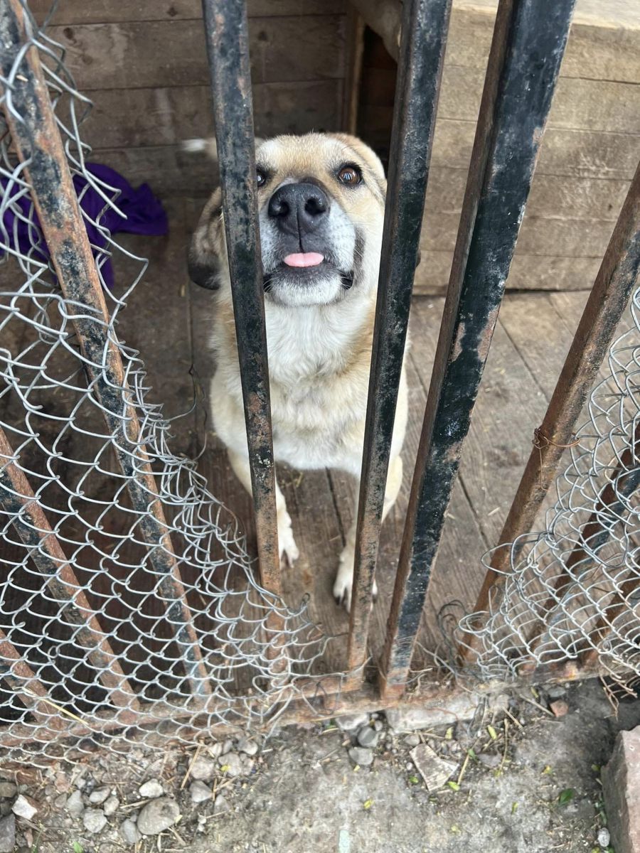 У Калуші стерилізацію тварин проводять у притулку "Дім Сірка". Фото: Дім Сірка м. Калуш/Facebook