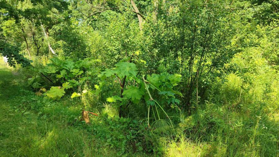 Знищення борщівника Сосновського є обов’язком власників та користувачів земельних ділянок