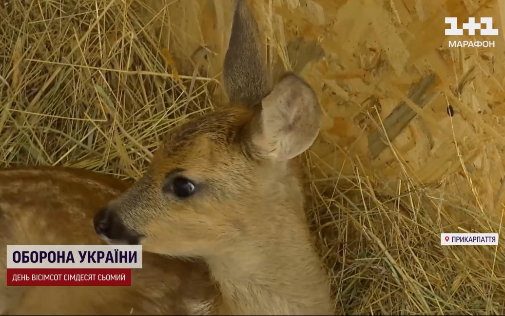 Косулю звати Цьомка. Бо дуже любить ластитись і цілуватись