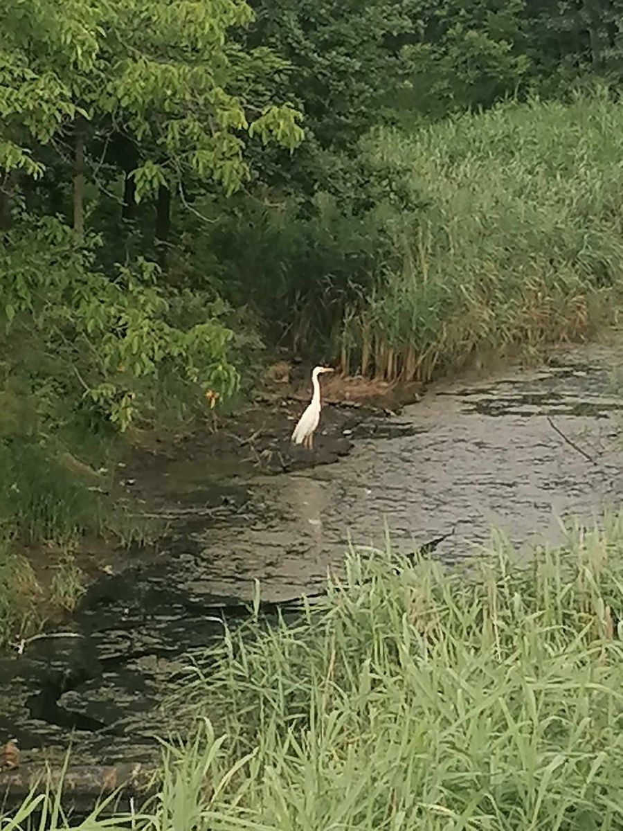 Біла чапля на річці Сівці у центрі Калуша. Фото: Богдана Тимчишин