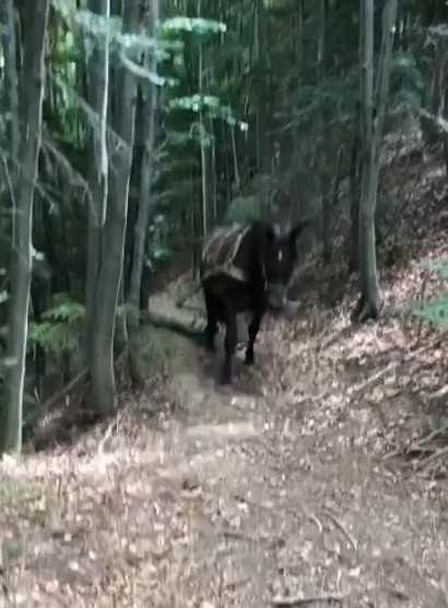 Кінь довіз опори до місця заміни. Фото: скрін із відео