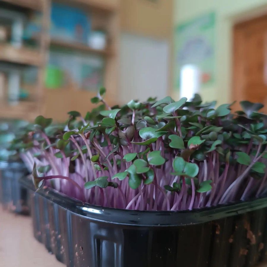 За проміжними підсумками проєкту Калуш поступився Кривому Рогу, Львову та Хмельницькому, втім перевершив Київ