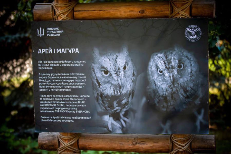 Сова ― символ Воєнної розвідки України