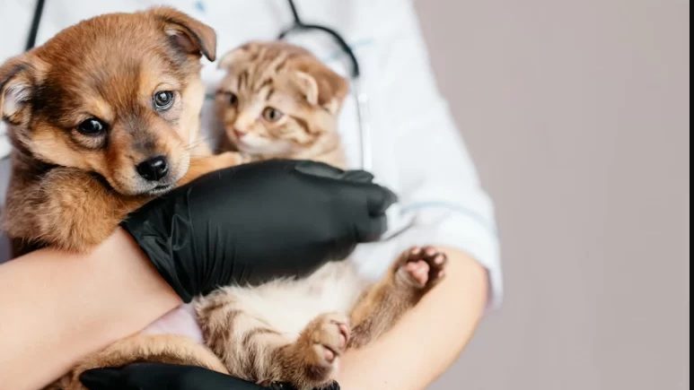 Ілюстроване фото. Стерилізація зменшує популяцію безхатьків