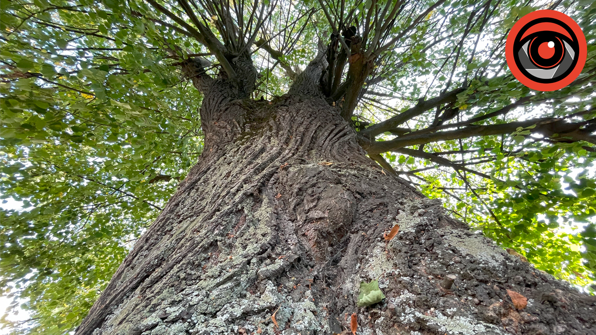 Це дерево є дуже популярним серед калушан, адже довгі роки на стовбурі дерева розміщували клепсидри про смерть