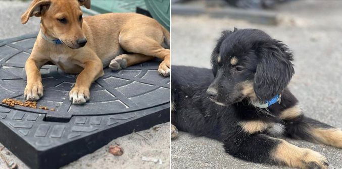 Стерилізація безкоштовна по віку -6-8 міс. обовʼязкова